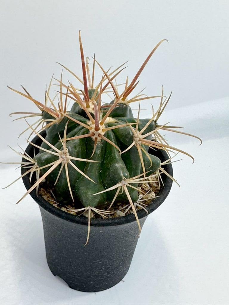 Amazon.co.jp: ferocactus hyb フェロカクタス 交配種